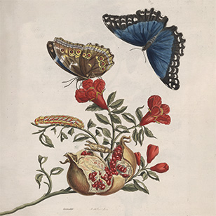 An illustration of two moths hovering over a plant with a caterpillar walking on a leaf of the plant.